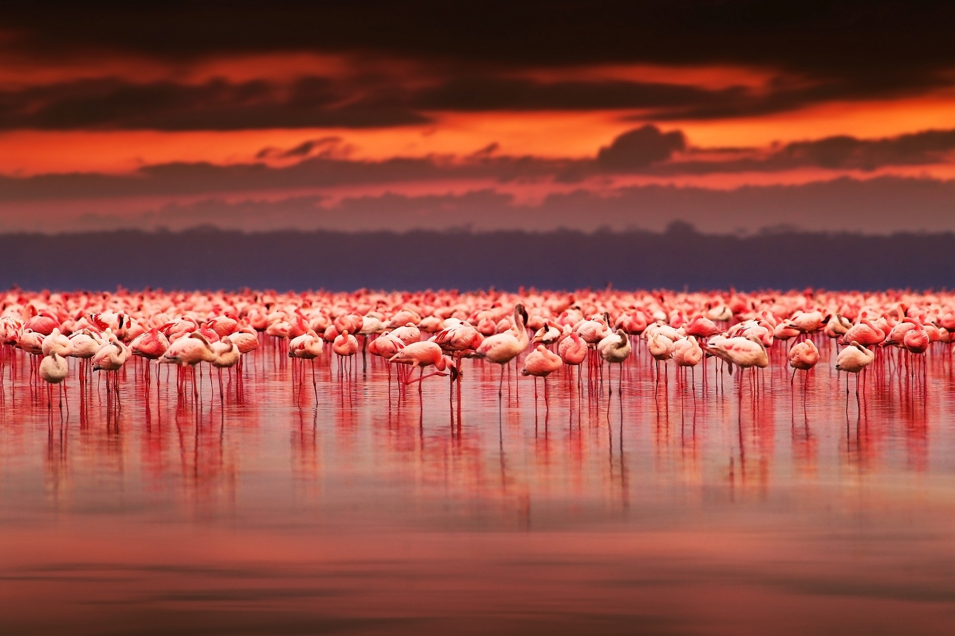 ナクル湖のフラミンゴと美しい夕焼けの風景　ケニアの風景