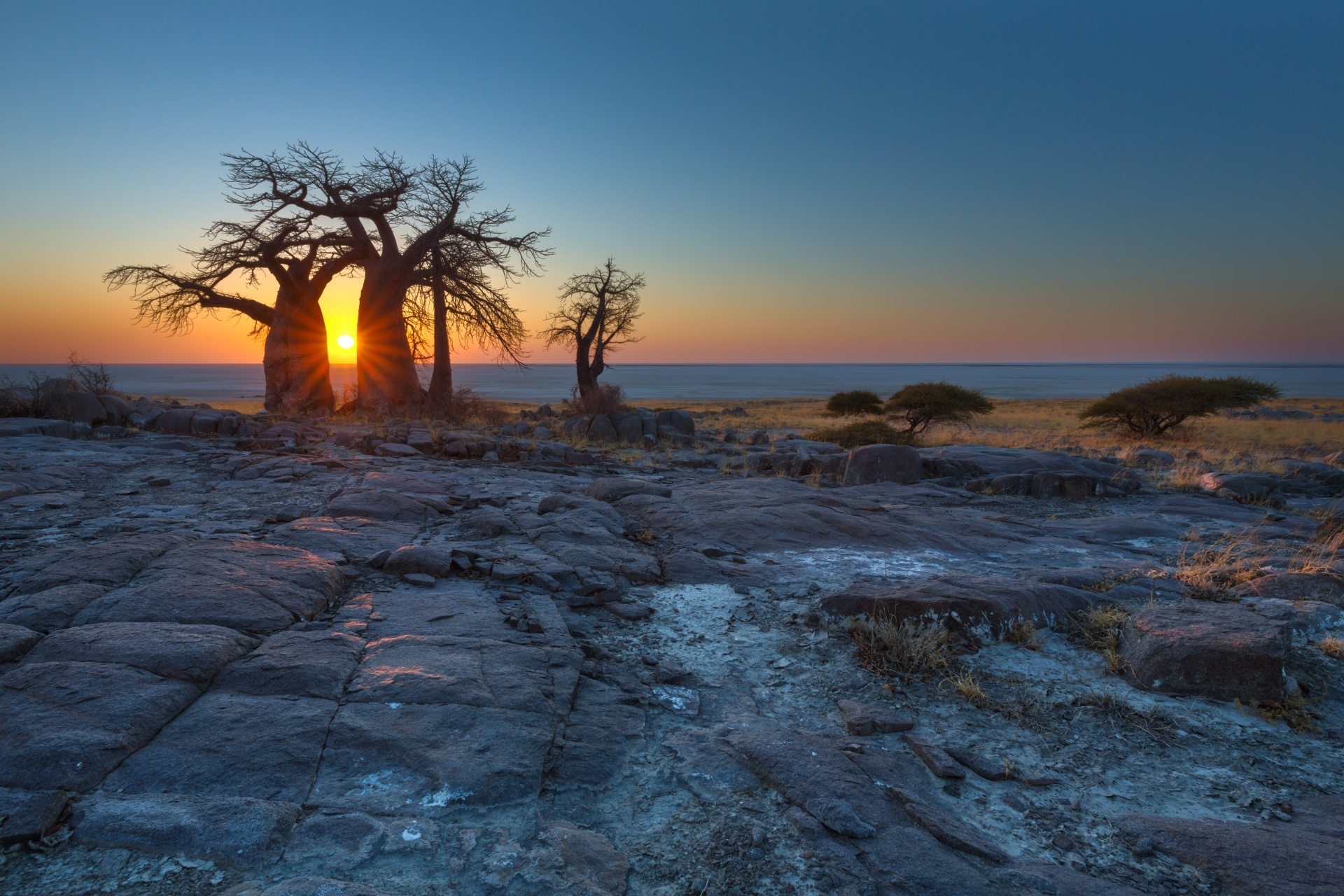 バオバブの木と朝日　マカディカディ　ボツワナの風景
