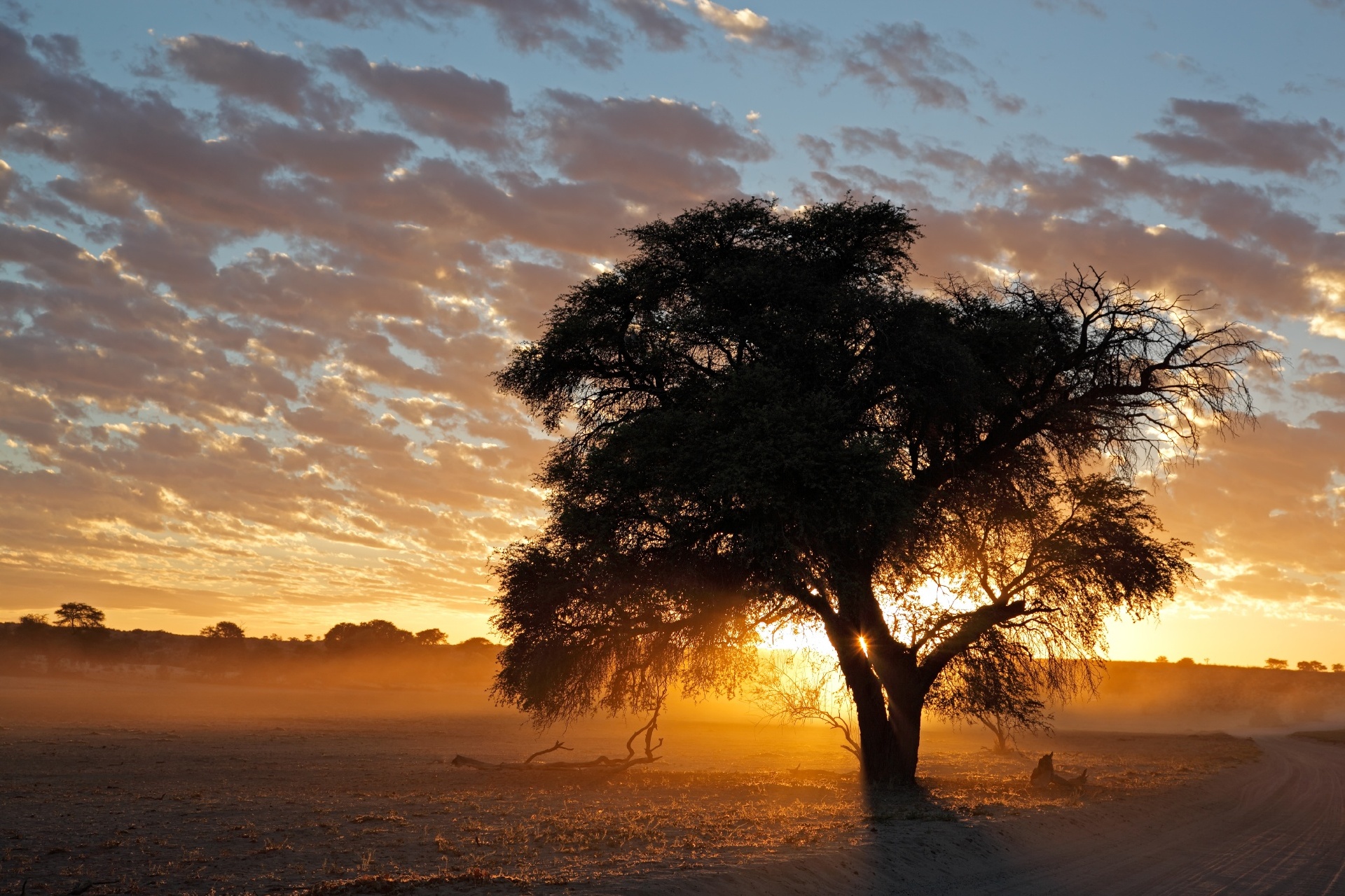 カラハリ砂漠の夕日　南アフリカの風景