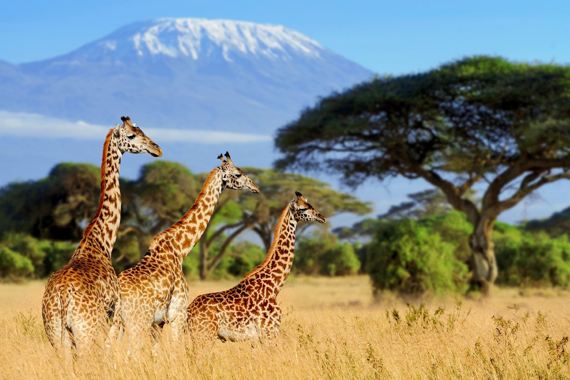 キリマンジャロとキリン　マウント・ケニア国立公園　ケニア