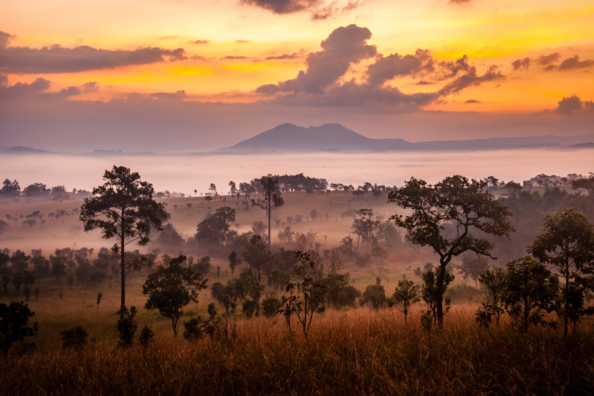 サバナの朝　ケニアの風景