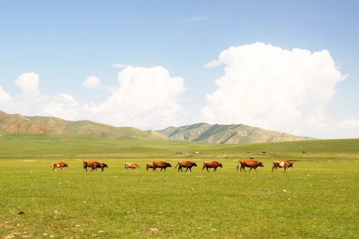 モンゴルの風景