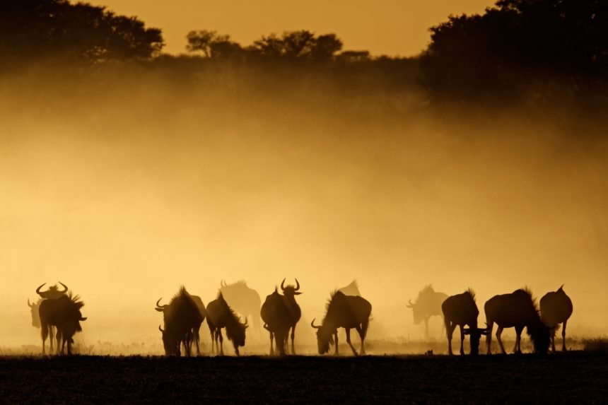 朝のカラハリ砂漠の風景　南アフリカ